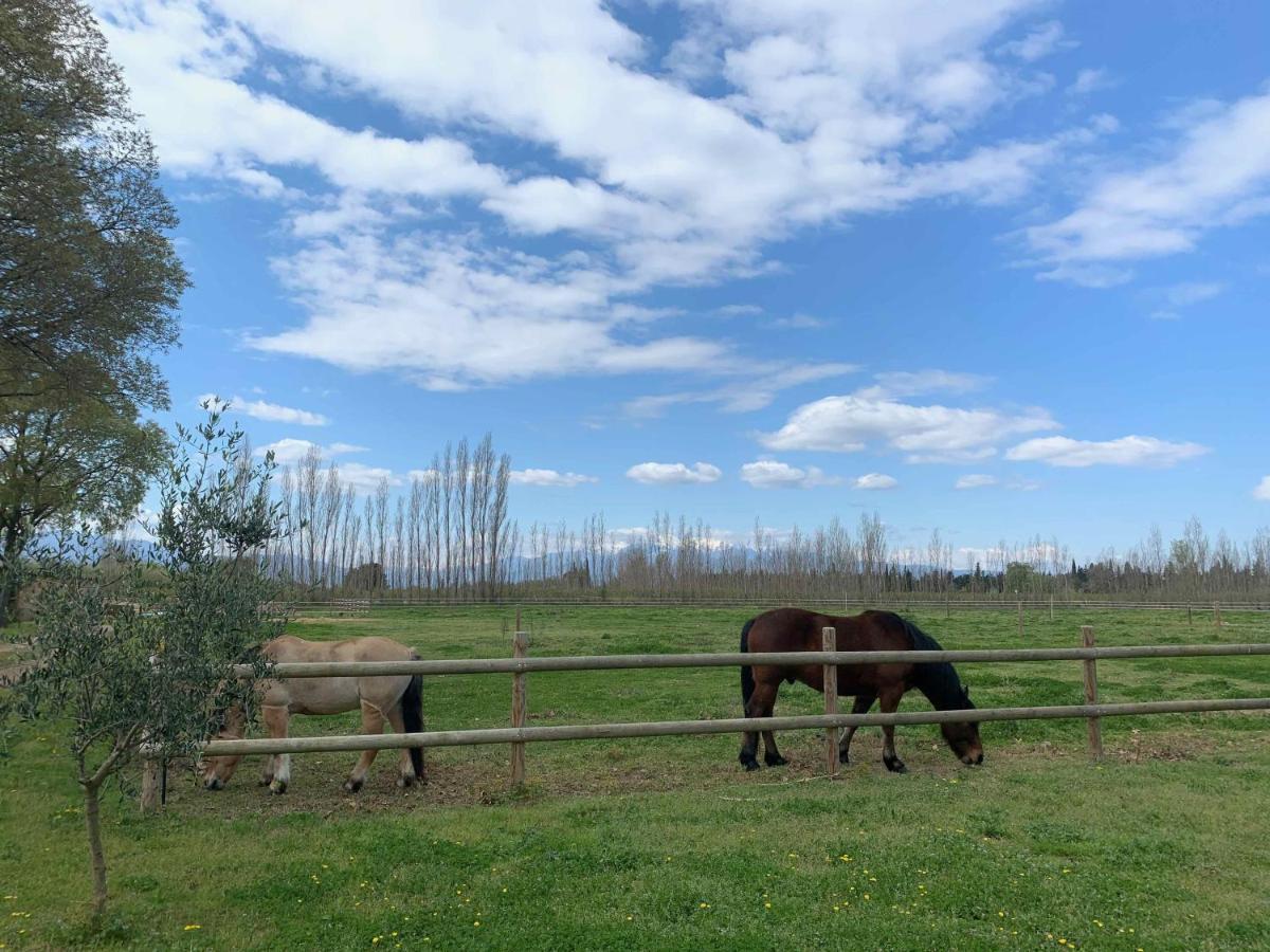 Gites Du Castell De Bles Saint-Genis-des-Fontaines Екстер'єр фото